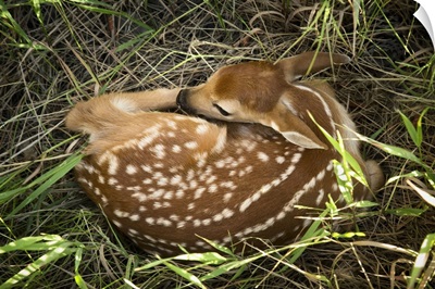 Young deer fawn curled up in the Palouse, Washington