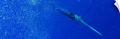 A broadbill swordfish swims below