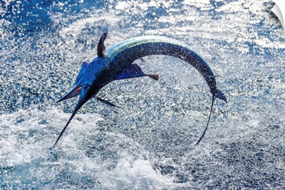 A sailfish does its best to break free