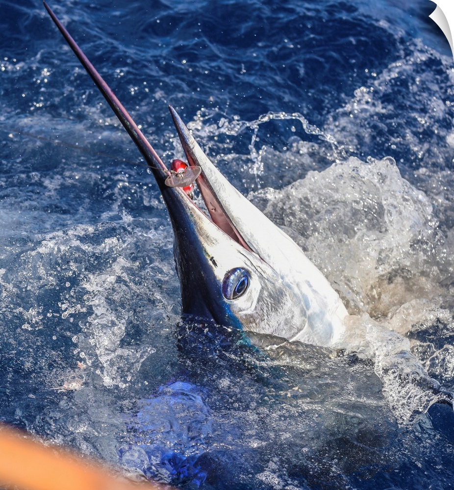 A striped marlin bites a large lure in Mexican waters.