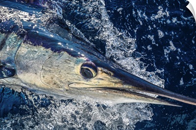 A Striped Marlin Rises Near Cabo San Lucas