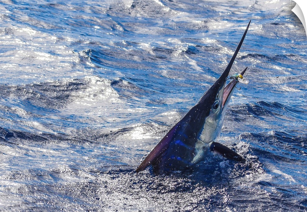 An angry striped Marlin attempts to throw the lure in Mexican waters.