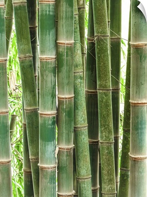 Bamboo Growing Wild In Costa Rica