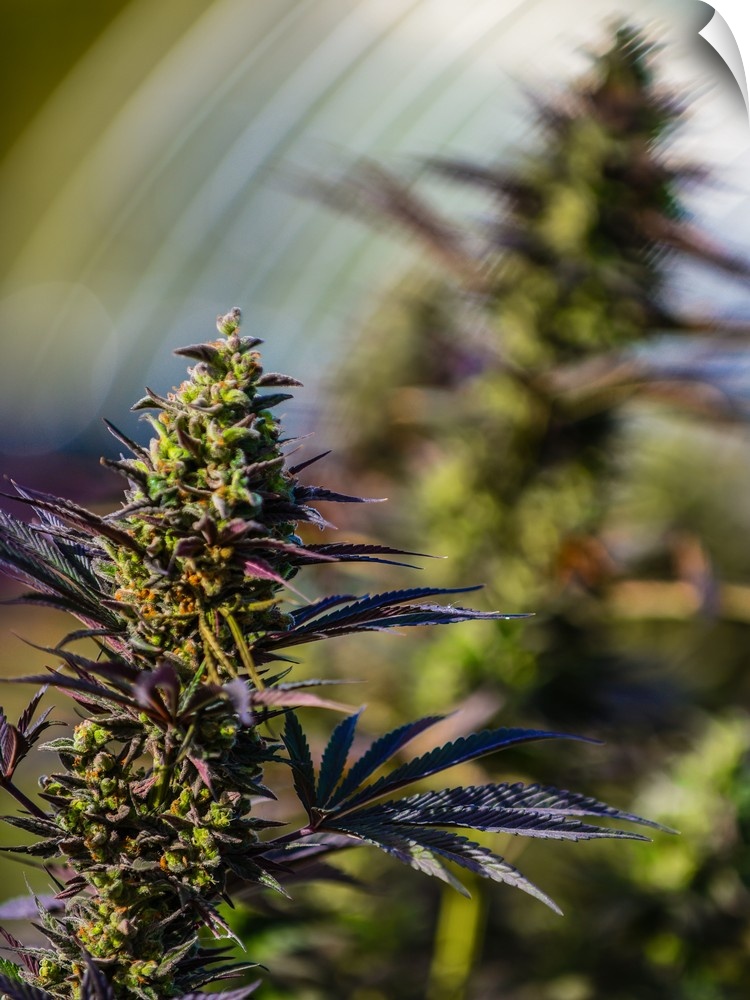 Close up of a green cannabis plant with a blurred background.