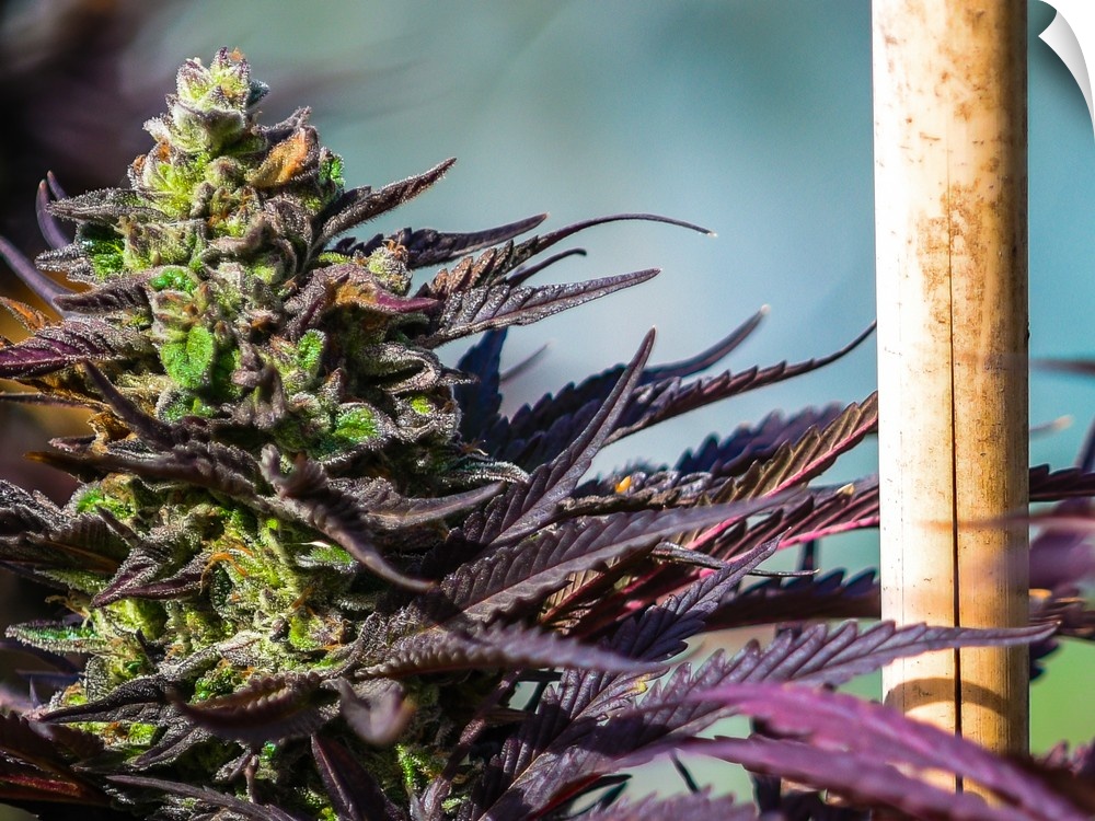 Close up of a green and purple cannabis plant.
