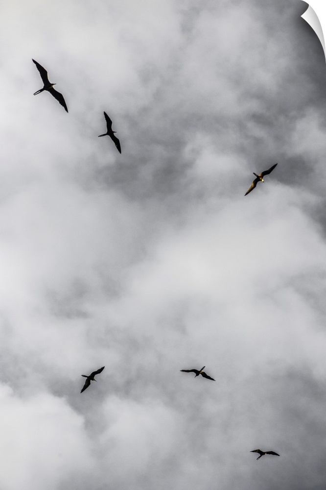 Seabirds circle above a remote island off southern Belize.