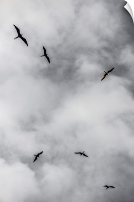 Seabirds Circle Above A Remote Island Off Southern Belize