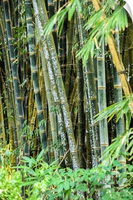 Wild Bamboo Growing In Costa Rica