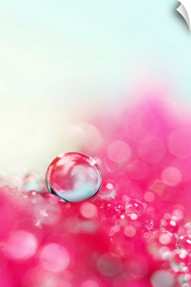 Water drops on a pretty pink flower petal