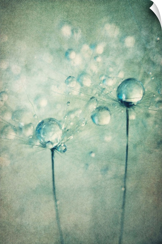 2 single Dandelion seeds with water drops. Added texture