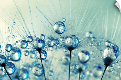 A Shower of Blue Dandy Drops