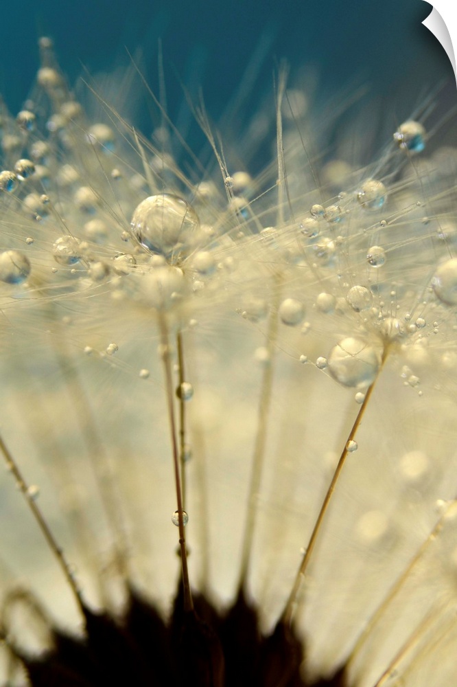 Dandelion Seed with water droplets