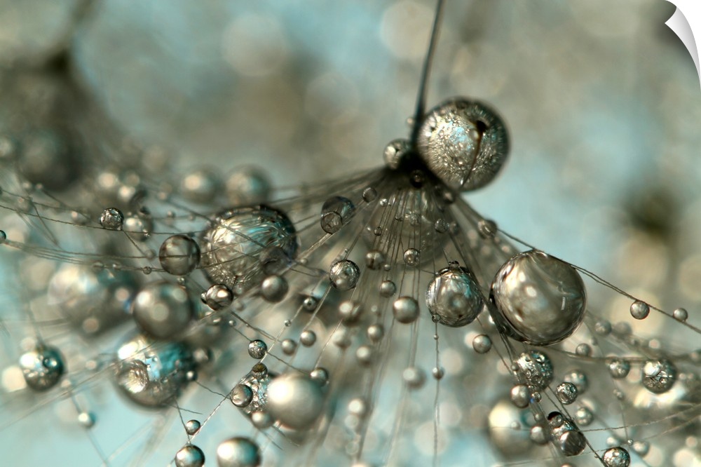 Single Dandelion seed with water droplets.