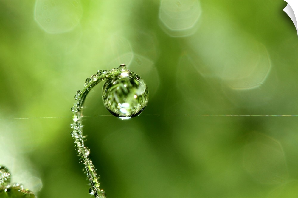 Blade of grass dripping with early morning dew.