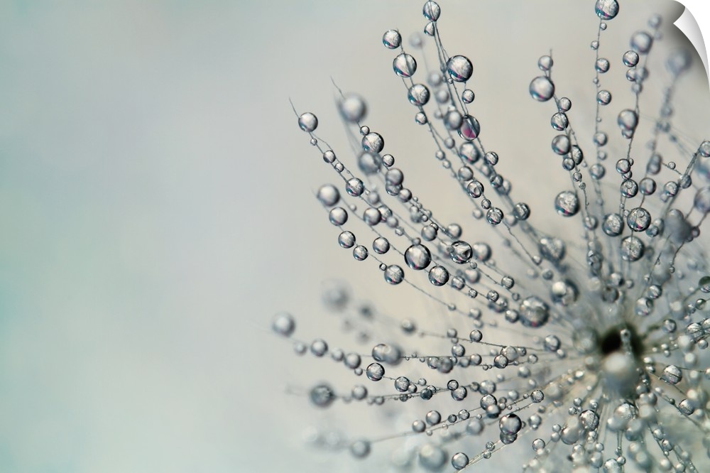 Water drops on a single Thistle seed