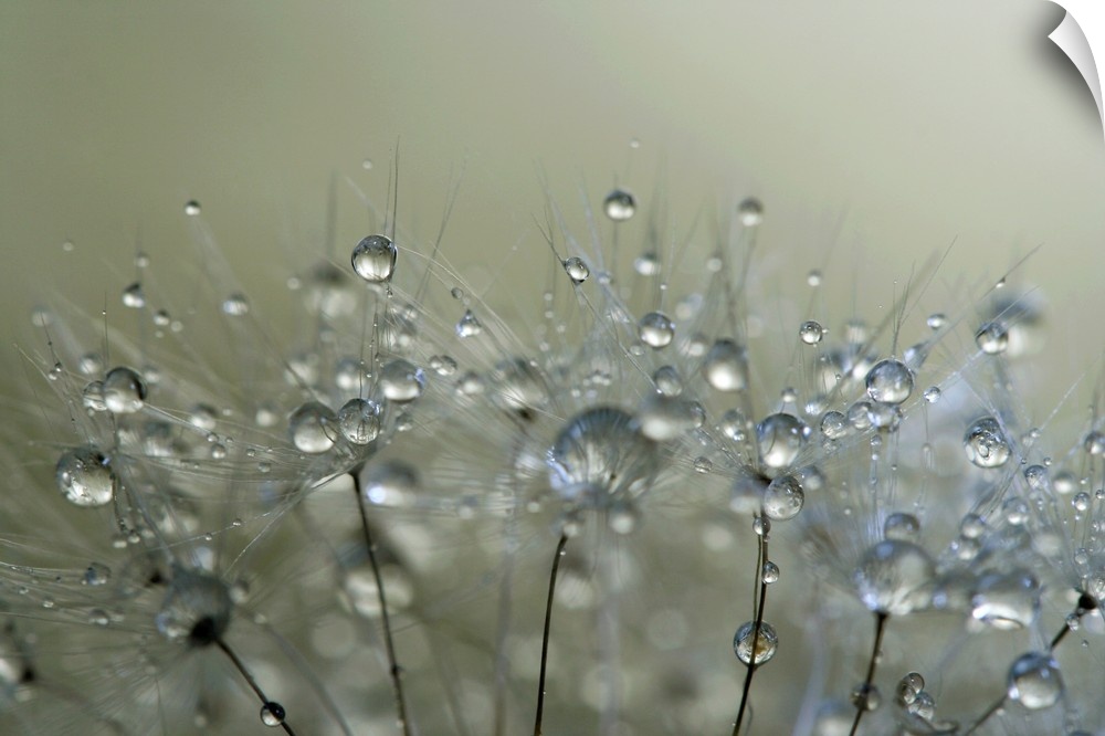 Water droplets on a Dandelion seed