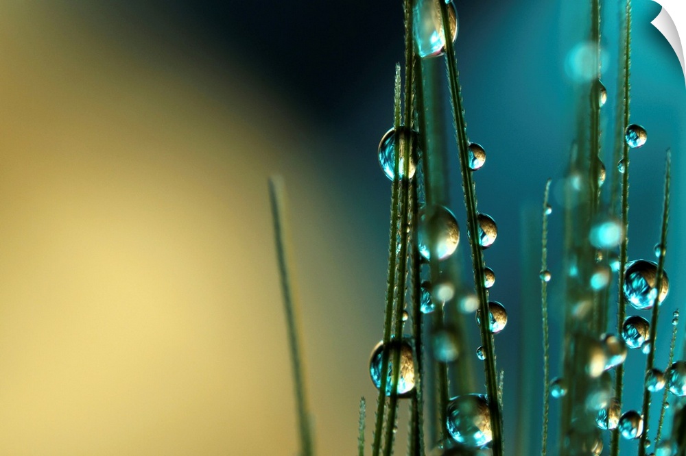 Grass seed with water droplets