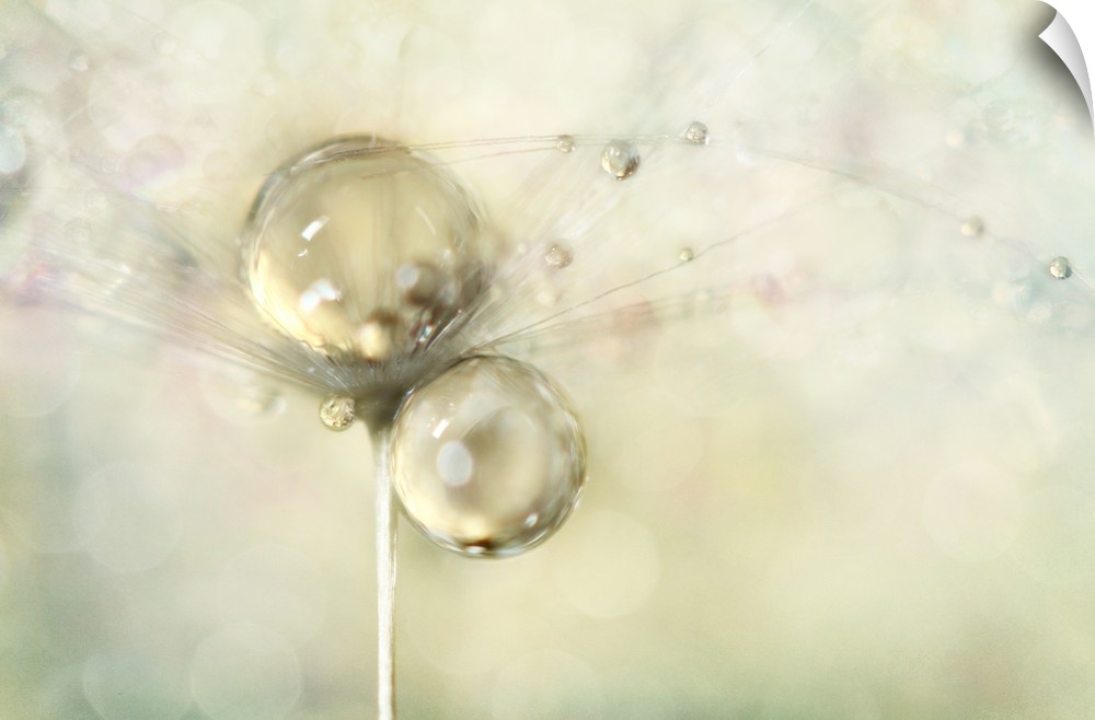 Water droplets on a single Dandelion seed