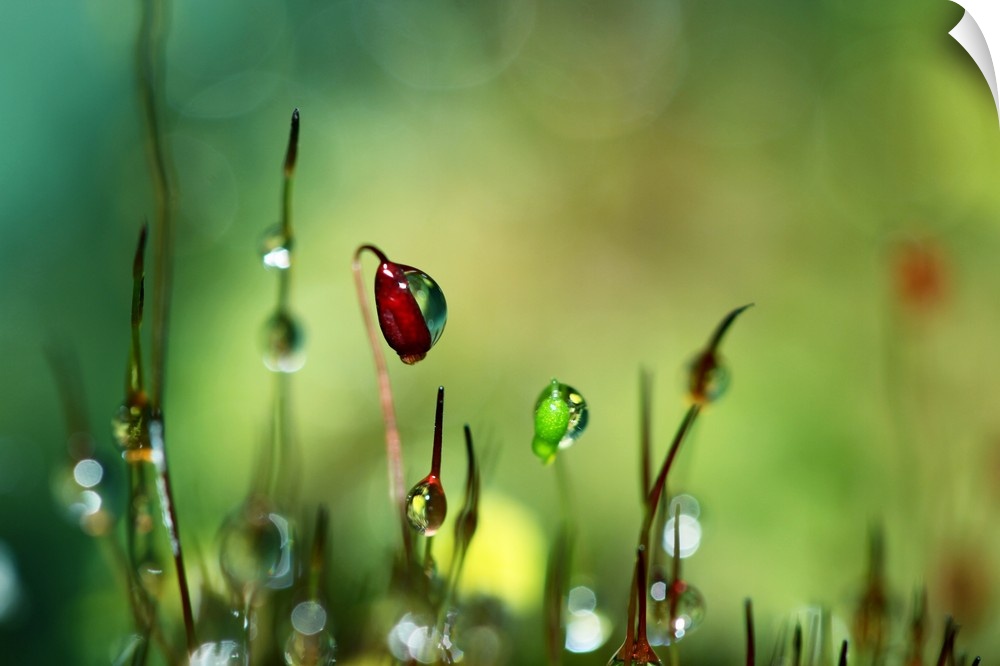 Moss with dew drops