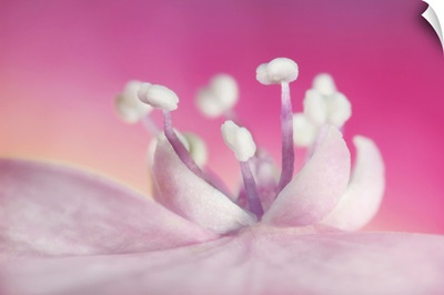 Pretty In Pink Hydrangea
