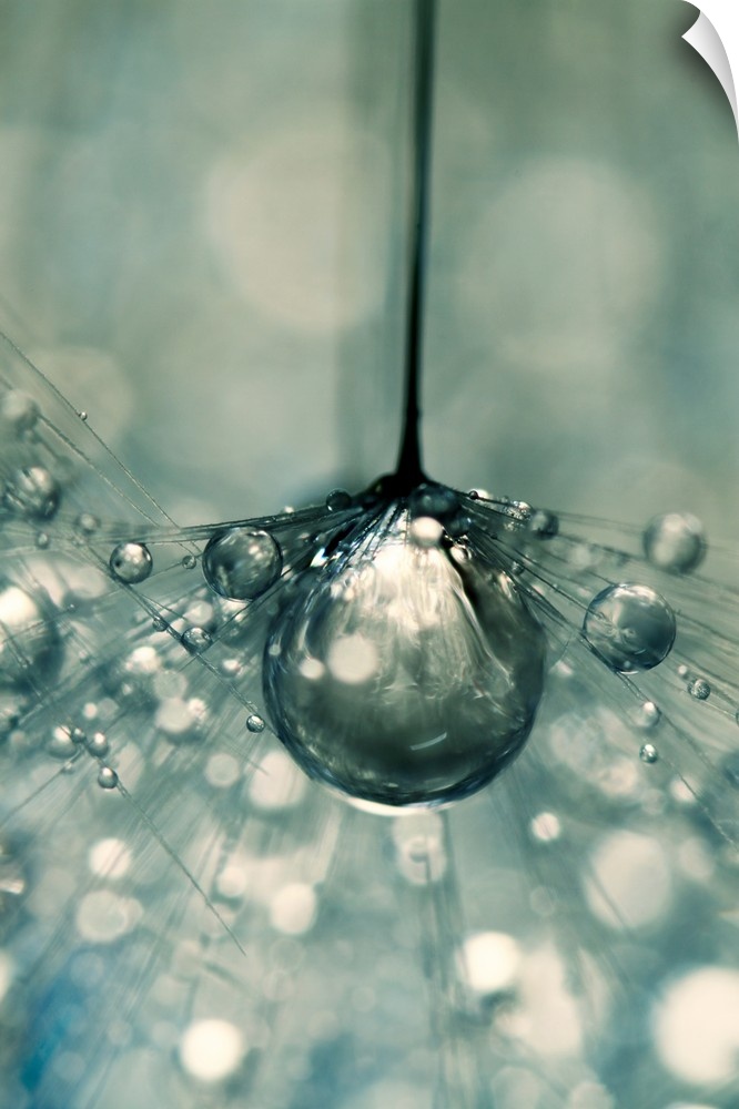 Single Dandelion seed with water drops