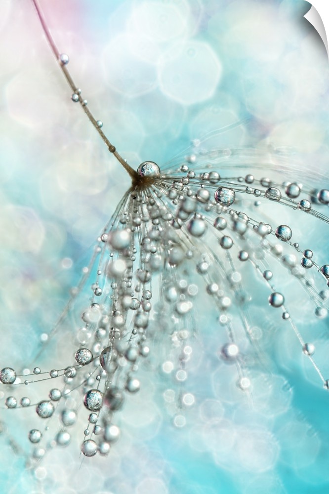 Single Dandelion seed with water droplets