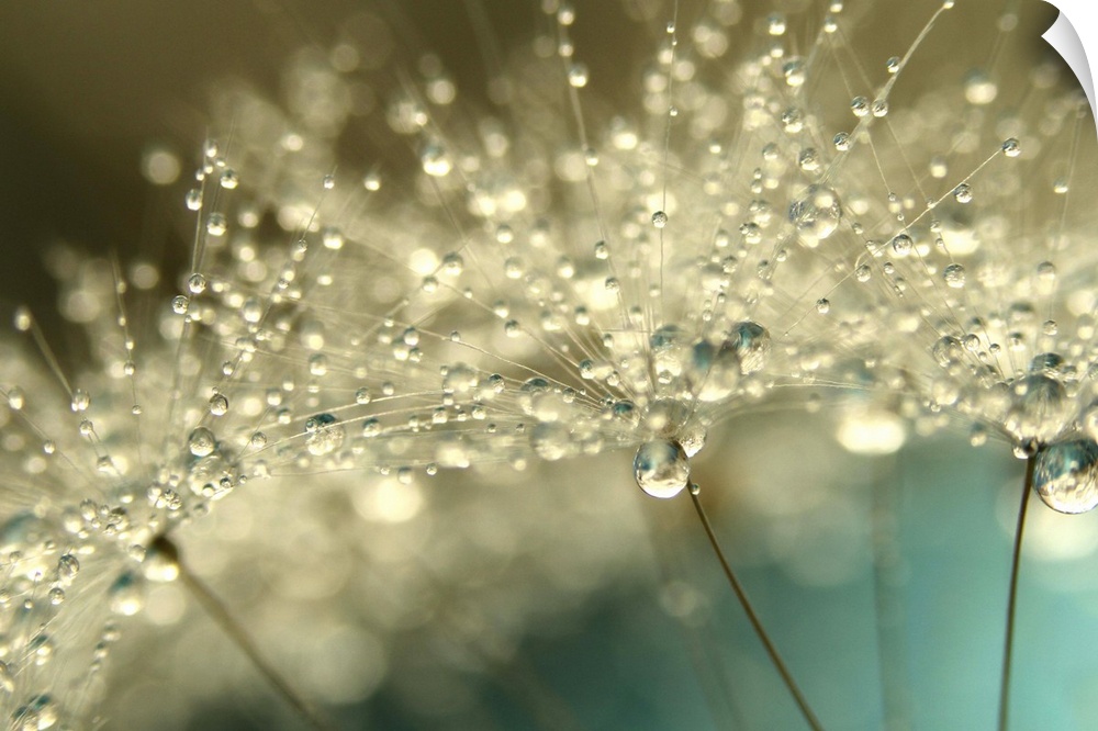 Dandelion seed with water droplets.