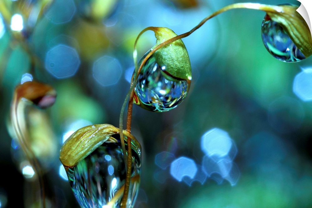 Moss dripping with dew drops