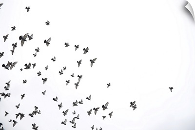 A Flock Of Pigeons Flies Across The Sky
