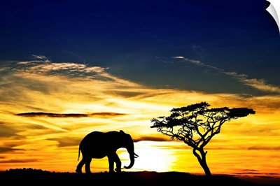 A lone elephant in Africa