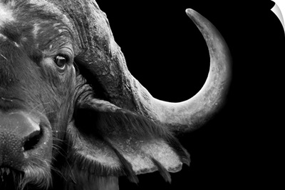 African Cape Buffalo - black and white photograph