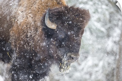 American Bison Or Buffalo Resting In A Snow Storm In North Quebec Canada