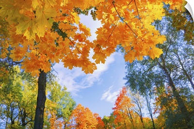 Autumn Landscape With Red, Yellow, And Orange Foliage