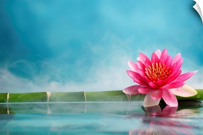 Bamboo and water lily reflected in a serenity pool