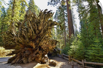Beautiful View Of Giants Sequoias In Mariposa Grove Park, Wawona, California