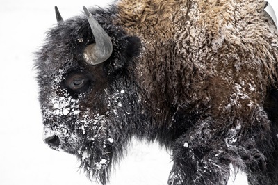 Bison Walking Out In The Snow
