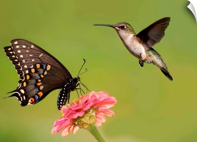 Black Swallowtail butterfly feeding on pink flower with a Hummingbird