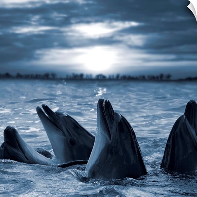 Bottle-nosed dolphins in sunset light