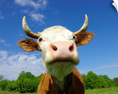 Brown Holstein cow in field