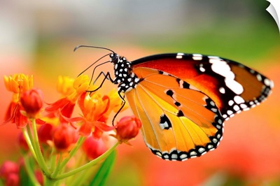 Butterfly On Orange Flower In Garden