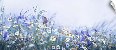 Chamomile, Purple Wild Peas, And Butterfly In Morning Haze