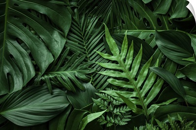 Close-Up Nature View Of Green Leaf And Palms, Tropical Leaf