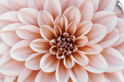 Close Up Of Flower Dahlia, Soft Focus