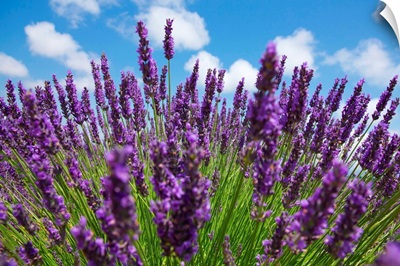 Close Up Of Purple Lavender