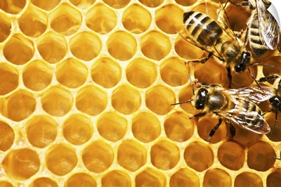 Close Up Of The Working Bees On Honey Cells