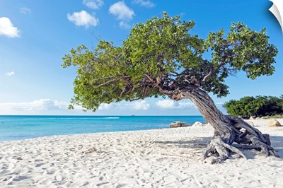 Divi divi tree on Aruba beach