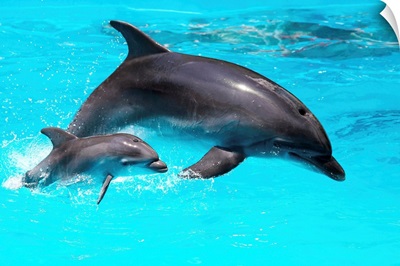 Dolphin With A Baby Breeching In The Water