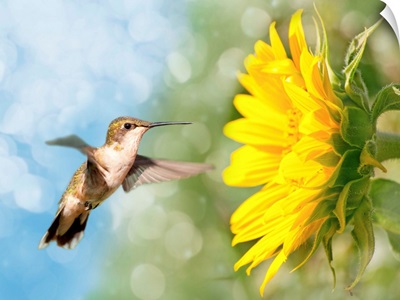 Dreamy image of a Hummingbird next to a Sunflower