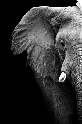 Elephant - Black and White