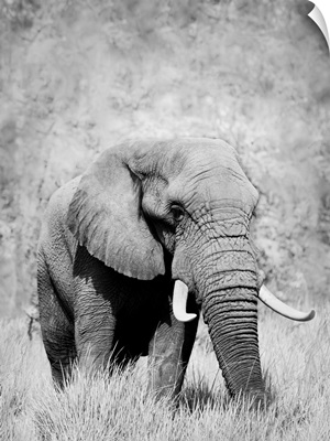 Elephant - black and white photograph